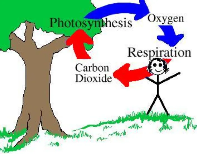 Carbon ecosystem