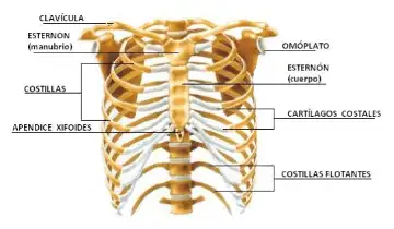 anatomy of rib cage