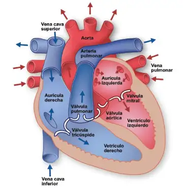 Anatomy of the Heart