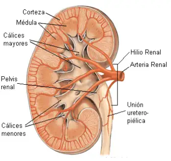 anatomy of the kidney