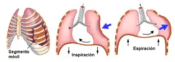 flail chest during respiration