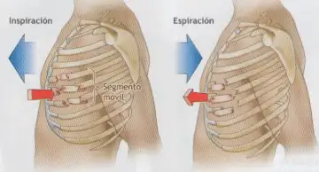 mobile segment of ribs while breathing