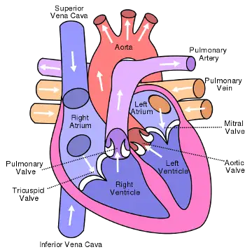 Image-1-Diagram-of-the-human-heart.webp
