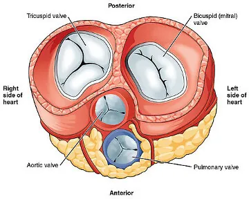 Image-3-Heart-Valves.webp