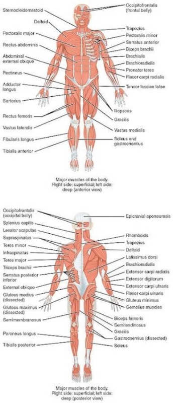 Figure 1 Major Muscles of the Body