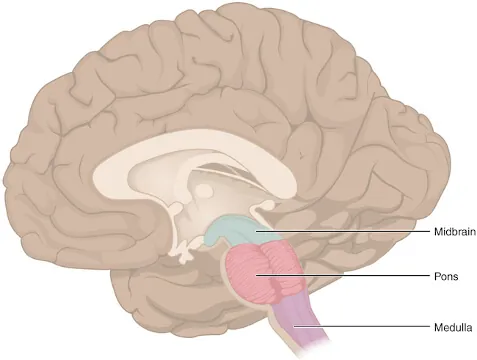 Figure 8 Brain Stem