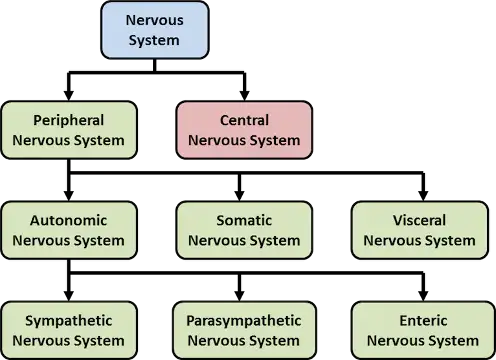 Figure 2 components of the nervous system