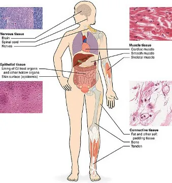 Figure-2 Types of Tissue