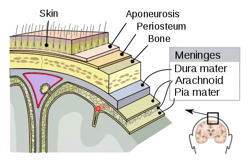 Figure 3 Meninges