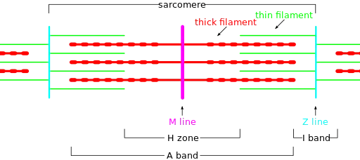 Figure 6 Sarcomere Diagram